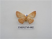 藏品(尺蛾315)的圖片